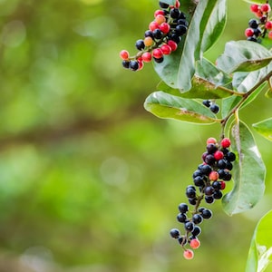 Sour Current Shrub -10 Rare Tropical Heirloom Seeds-  Antidesma acidum-Save Big on More Packs -Mix and Match- Sale!