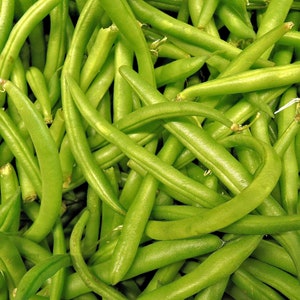 Vegetable Seeds -Topcrop Bush Green Bean--100 Heirloom Seeds