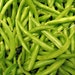 see more listings in the Vegetable Seeds section