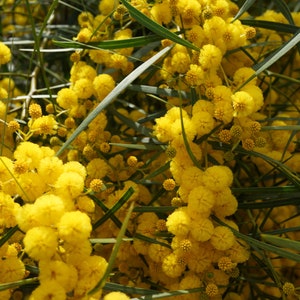 Golden Mimosa -10 Seeds -Rare Purple Foliage Variety- Cootamundra Wattle- Acacia baileyana purpurea