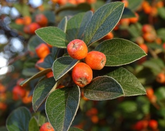 Cotoneaster horizontalis 20 Heirloom Seeds-Rockspray -Tree or Bonsai -Good Fall Color