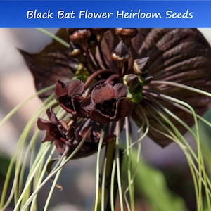 5 RARE Black Bat Flower Seeds! -  Tacca chantrieri