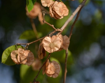 Tropical Seeds - 20 Heirloom Seeds- Indian Elm - Holoptelea integrifolia