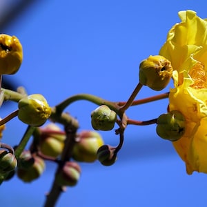 10 Tropcial Heirloom Seeds - Forest Buttercup  -Cochlospermum vitifolium Poro - Poro-Save Big on More Packs -Mix and Match Sale!