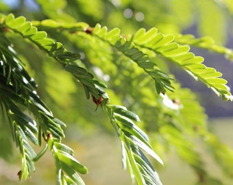 Giant Sequoia giganteum- 10 Heirloom Seeds - One of Largest Oldest Living Things -Grow as Bonsai or Standard