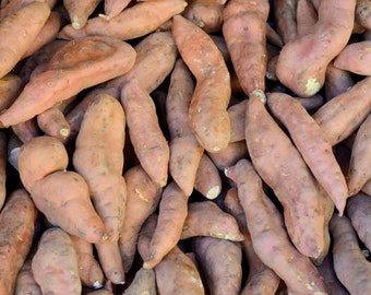 10 SEEDS - Rarely produced Seed (From Flowers- NOT Tubers) - Mountain Yam--  Dioscorea hamiltonii-Save Big When you buy more!  Sale!