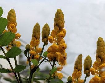 10 Tropical Seeds- Christmas Candle-Senna -Container Ornamental -Cassia alata