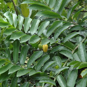 Tropical Seeds -Ylang Ylang Vine --5 Heirloom Seeds - Artabotrys hexapetalus  -Save Big on More Packs -Mix and Match- Sale!