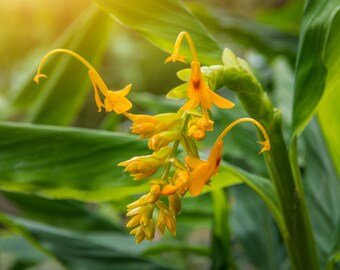 Fairy Ginger- 10 Heirloom Tropical Seeds -Ornamental Tropical  -Globba schomburgkii