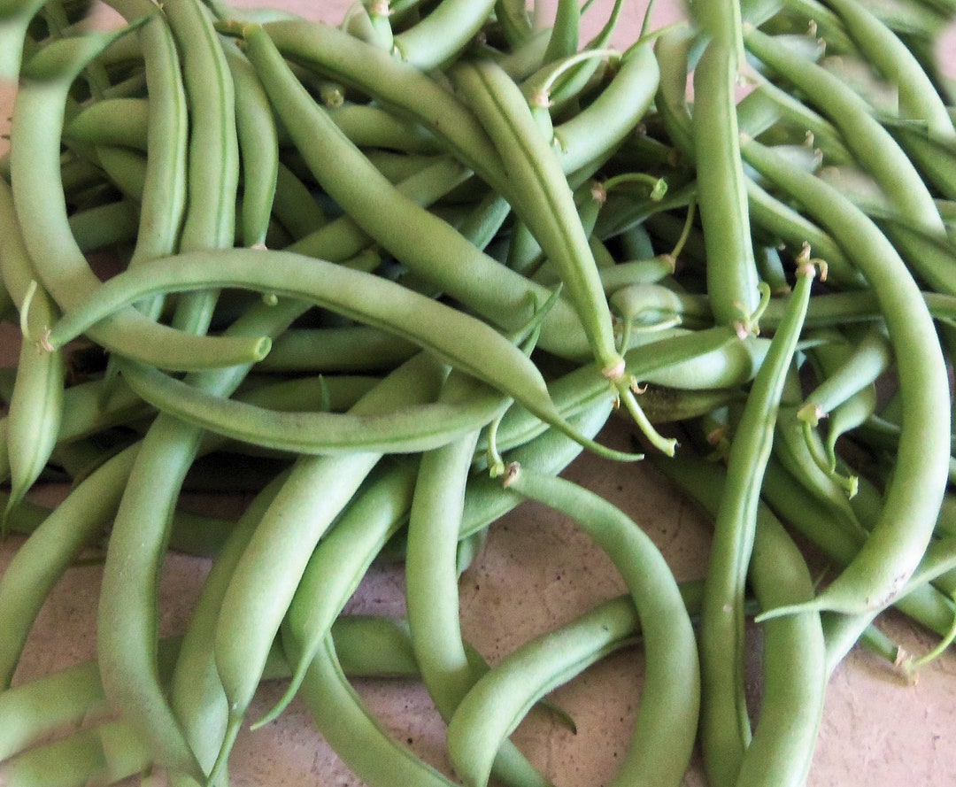 100 Heirloom Vegetable Seeds -contender Bush Bean - Stringless Pods ...