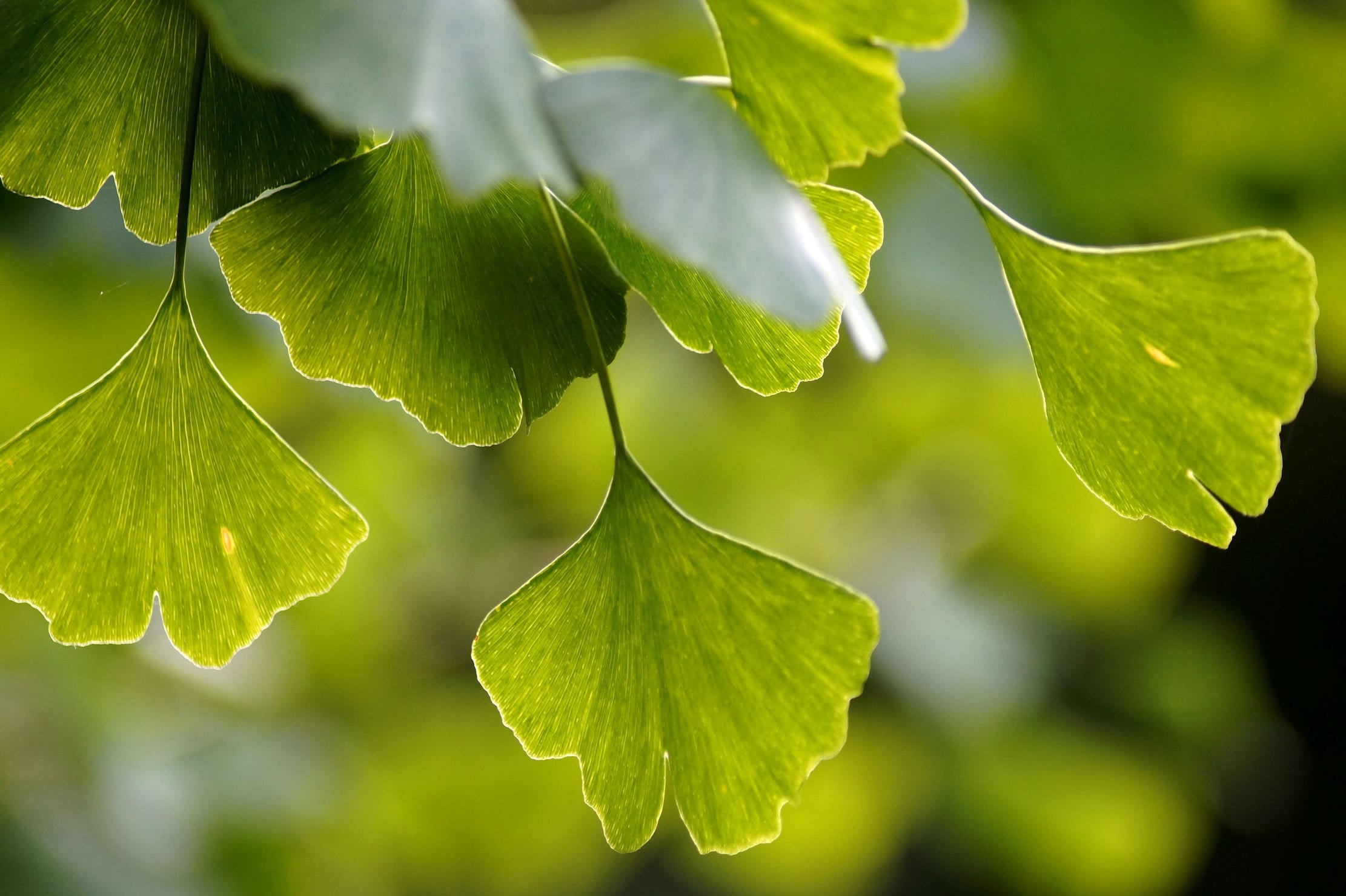 Gingko biloba Seeds Ancient Tree primitive conifer standard Bonsai or Container