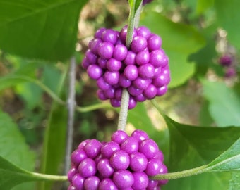 20 Seeds- American Beautyberry- Beautiful Small Shrub  -Ornamental - Callicarpa americana Seed Pack