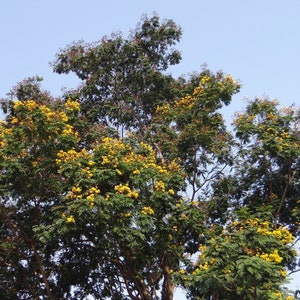 10 Heirloom Tropical SEEDS -Yellow Flame Tree -Rare Tropical Tree- Peltophorum pterocarpum-Save Big on More Packs Mix and Match Sale!