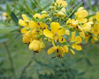 10 Seeds- Sickle Pod -See Listing -Wild Sensitive Plant Seed- Small evergreen -Container Tropical -Cassia tora -Seed Pack