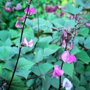 10 SEEDS -Hyacinth Bean  Perfect for Trellis Gardening -Continuous Bloomer- Lablab purpureus