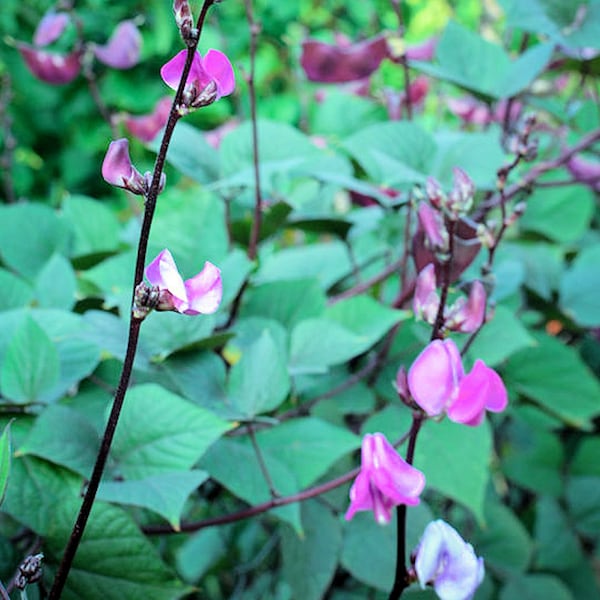 10 SEEDS -Hyacinth Bean  Perfect for Trellis Gardening -Continuous Bloomer- Lablab purpureus