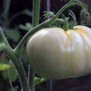 20 Heirloom Vegetable SEEDS-White Beauty Heirloom Tomato-Save Big on More Packs -Mix and Match! Sale!