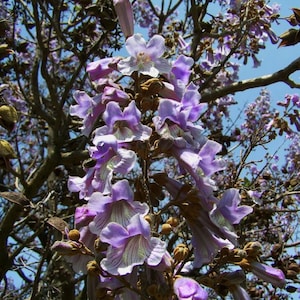 Tropical Seeds -40 Seeds - Empress Tree  - Nice Container Plant -Paulownia tomentosa