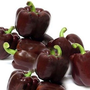 20 Heirloom Vegetable Seeds -Miniature Chocolate Sweet Bell Pepper-  - Beautiful Fruits