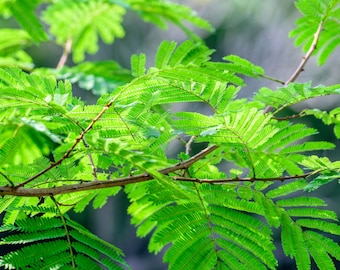 Acacia concinna Shikakai - 10 Seeds- See Listing -Shampoo Bush - Multi-use Plant