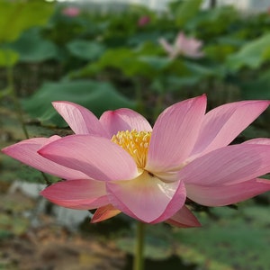5 Water Lotus Seeds -Wild Indian Lotus-See Listing- Water Plant -Dried Pods For Arrangements -Nelumbo nucifera