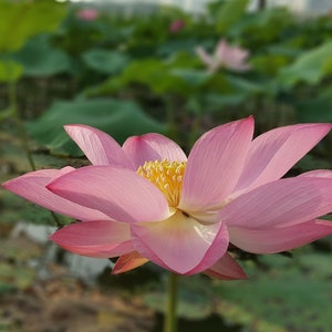 5 Water Lotus Seeds -Wild Indian Lotus-- Water Plant - -Nelumbo nucifera-Save Big on More Packs -Mix and Match Sale!