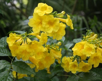 10 Tropical Seeds -Yellow Bells - Small Evergreen - -Potted or Outdoor Standard  Tecoma stans