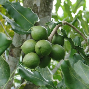Tropical Seeds- Macadamia Nut Tree -5 Seeds - Valued Tree-Container or Standard-Save Big on 2 or More Packs Mix and Match
