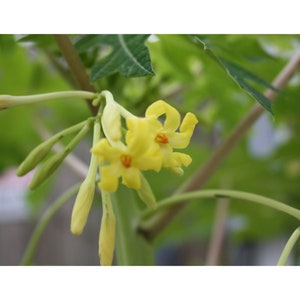 20 Heirloom SEEDS Carica papaya Tree Perfect for Container Gardening or Standard Growing Nice Tropical Seed Pack image 1
