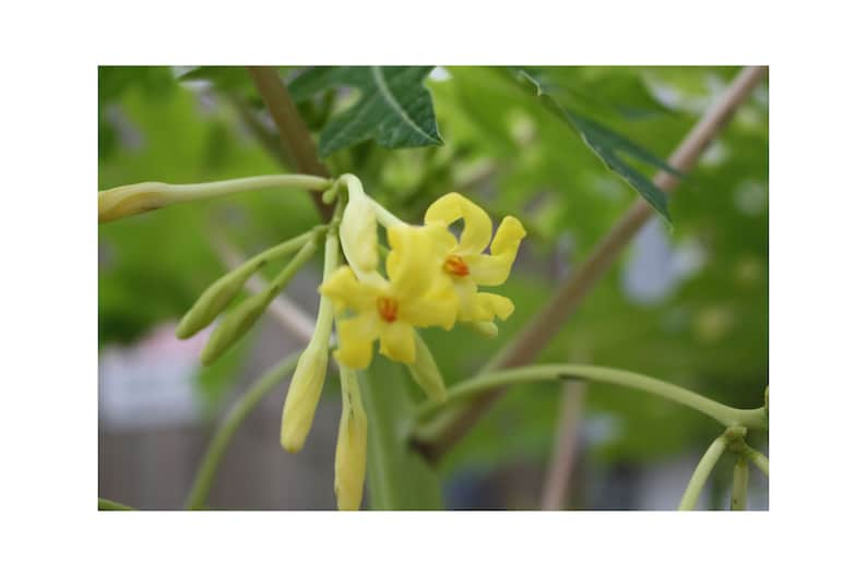 20 Heirloom SEEDS Carica papaya Tree Perfect for Container Gardening or Standard Growing Nice Tropical Seed Pack image 1