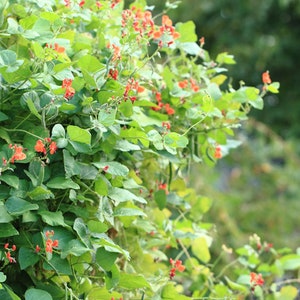 20 Heirloom Seeds -Scarlet Runner Pole Bean - Save Big on More Packs -Mix and Match- Sale!