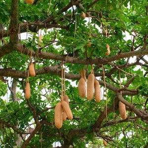10 Heirloom Tropical Seeds--RARE! Saugage Tree- Kigelia africana pinnata-Save Big on More Packs -Mix and Match! Sale!
