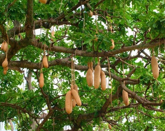 Tropical Seeds -Saugage Tree 10 Seeds - Decorative Ornamental Plant Kigelia africana pinnata Seed Pack