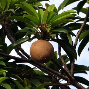 Tropical Seeds -5 Rare Chicle Tropical Tree Seeds- Chewing Gum Tree -Sapodilla  Save Big on More Packs -Mix and Match! Sale!Manilkara zapota