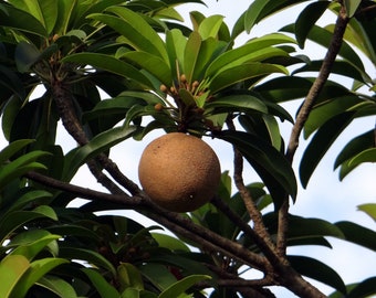 May include: A brown sapodilla fruit hanging from a tree branch with green leaves.