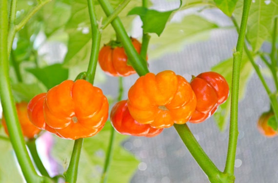 10 Seeds Pumpkin On A Stick Tropical Ornamental Unique Etsy