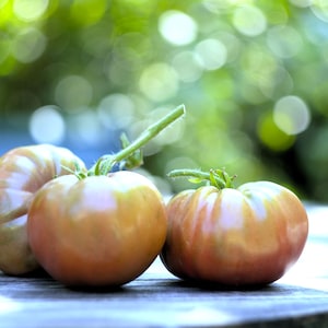 Vintage Wine Tomato -20 Heirloom Vegetable Seeds-Save Big on More Packs -Mix and Match- Sale!