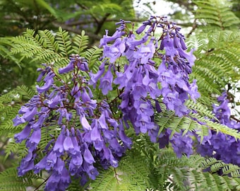 20 Jacaranda Tree Seeds-See Listing-- Jacaranda mimosifolia Seed Pack