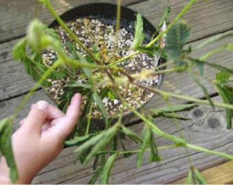 20 Seeds Sensitive Plant Mimosa pudica- Leaves Move When Touched Fun for Kids Ornamental