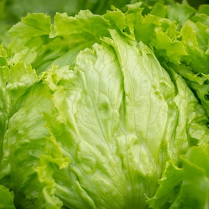 250 All Natural Heirloom Vegetable Seeds - Iceberg Lettuce Seeds  -Compact Heads  - Save Big on More Packs -Mix and Match- Sale!