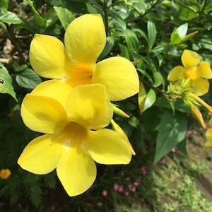Yellow Bells Tropical Flower Seeds -25 Heirloom Seeds-Tecoma stans-Save Big on More Packs -Mix and Match! Sale!