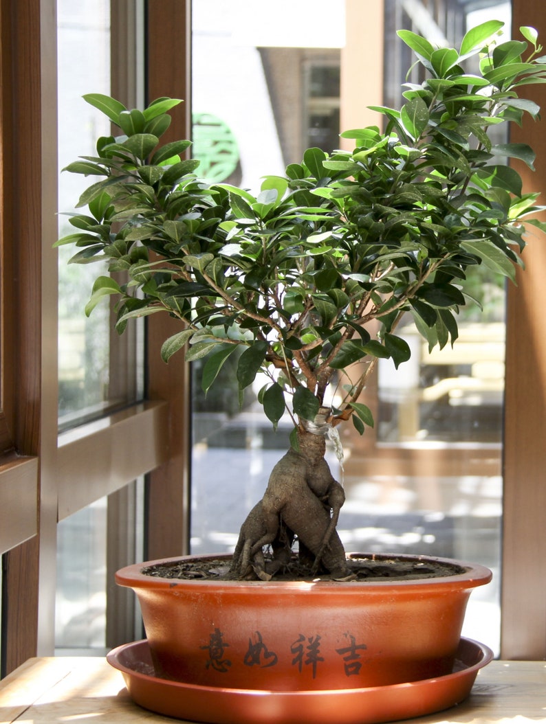 20 SEEDS Fig Tree tropical Plant SEED multi Use Cluster Etsy