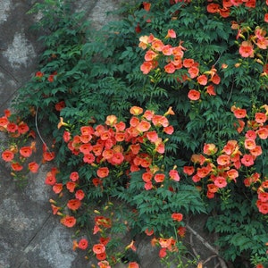 Trumpet Vine- 20 Heirloom Seeds -Campsis