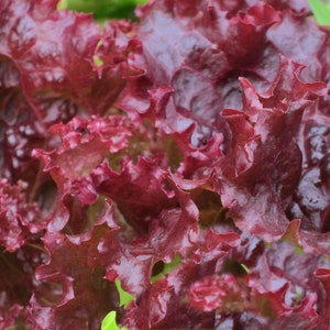 250 Seeds- Ruby Red Leaf Lettuce -Colorful All Season Long-Save Big on 2 or More Packs Mix and Match- Sale!