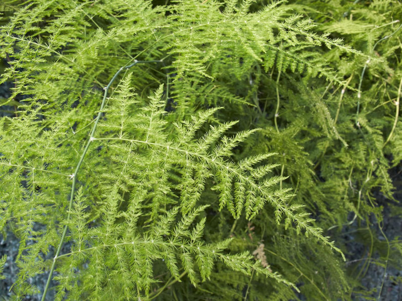 10 Seeds Asparagus Feather Fern tropical Ornamental Plant Etsy