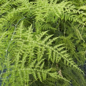 Asparagus Feather Fern-10 Heirloom Seeds-Tropical Ornamental Plant-Setaceus