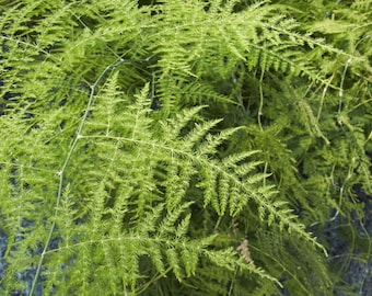 Asparagus Feather Fern-10 Heirloom Seeds-Tropical Ornamental Plant-Setaceus