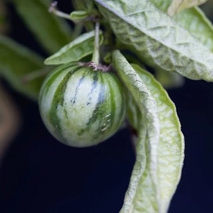 May include: A green and white striped fruit growing on a vine with green leaves.