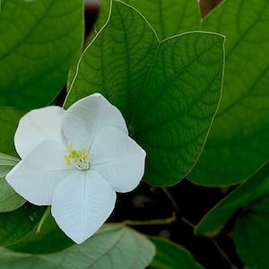 5 Tropical Seeds -Bauhinia acuminata -Dwarf White Orchid Tree Seed-Save Big on More Packs -Mix and Match- Sale!