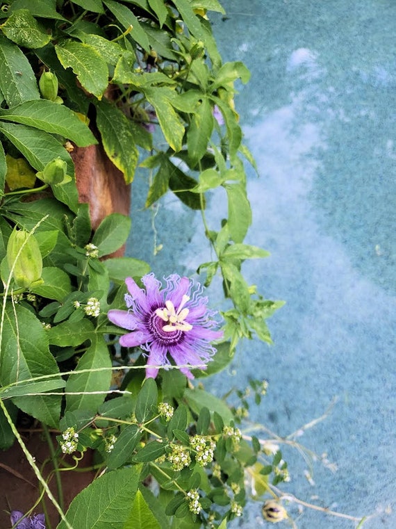 10 Heirloom Tropical Passion Flower Seeds - -passiflora Edulis-save Big on  More Packs -mix and Match! Sale! - Etsy